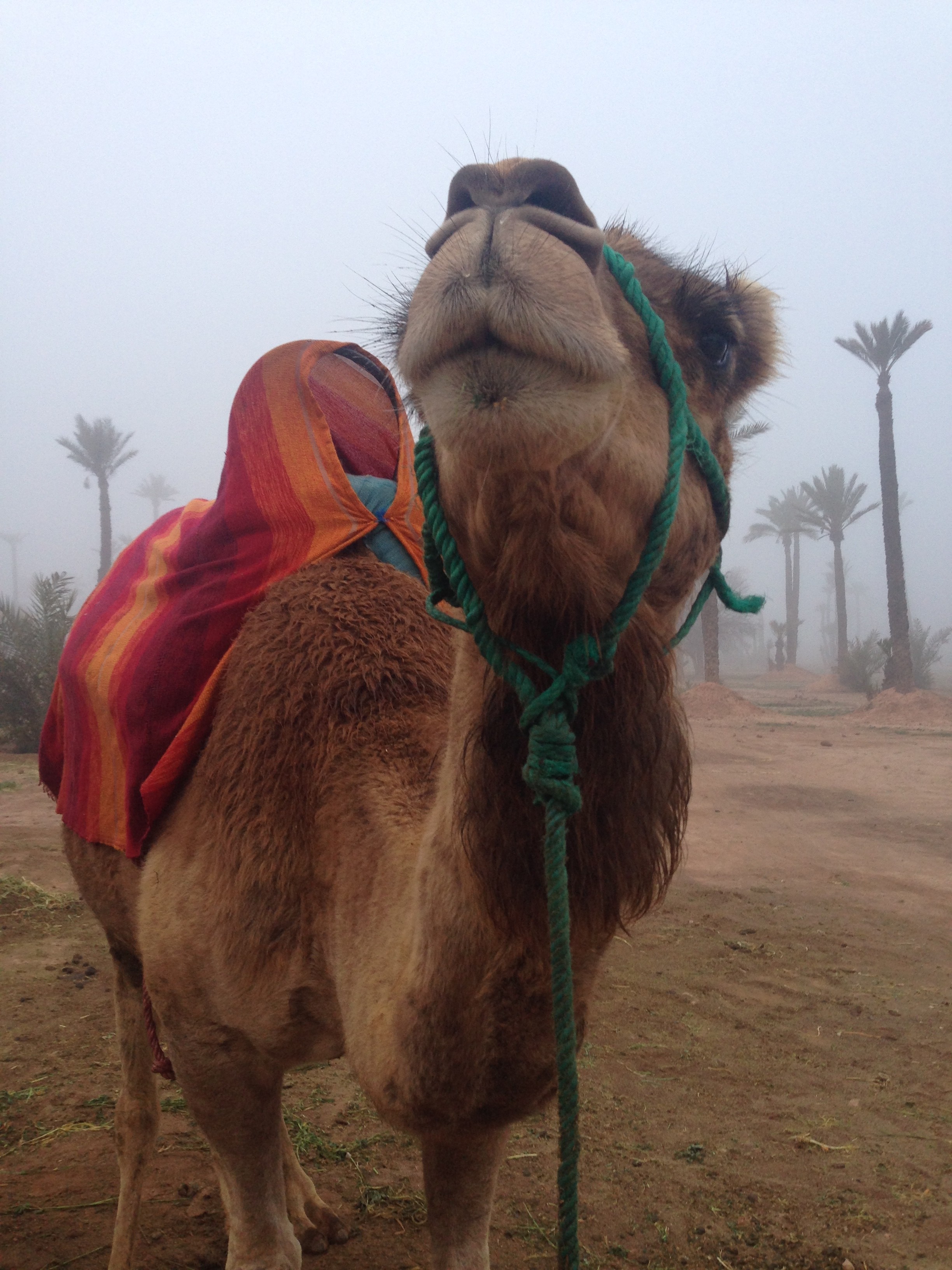 marrakech, alice out there, ultramarathons, mds, marathon des sables, adventurer, alice Morrison, morocco