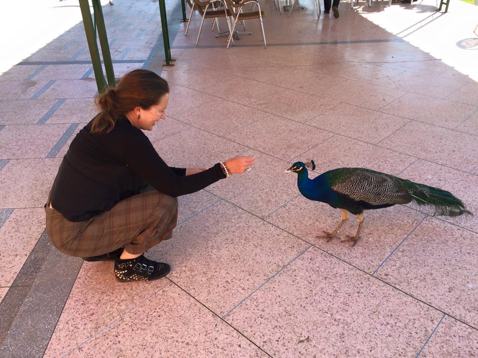 peacock three months three diets paleo vegan calorie counting