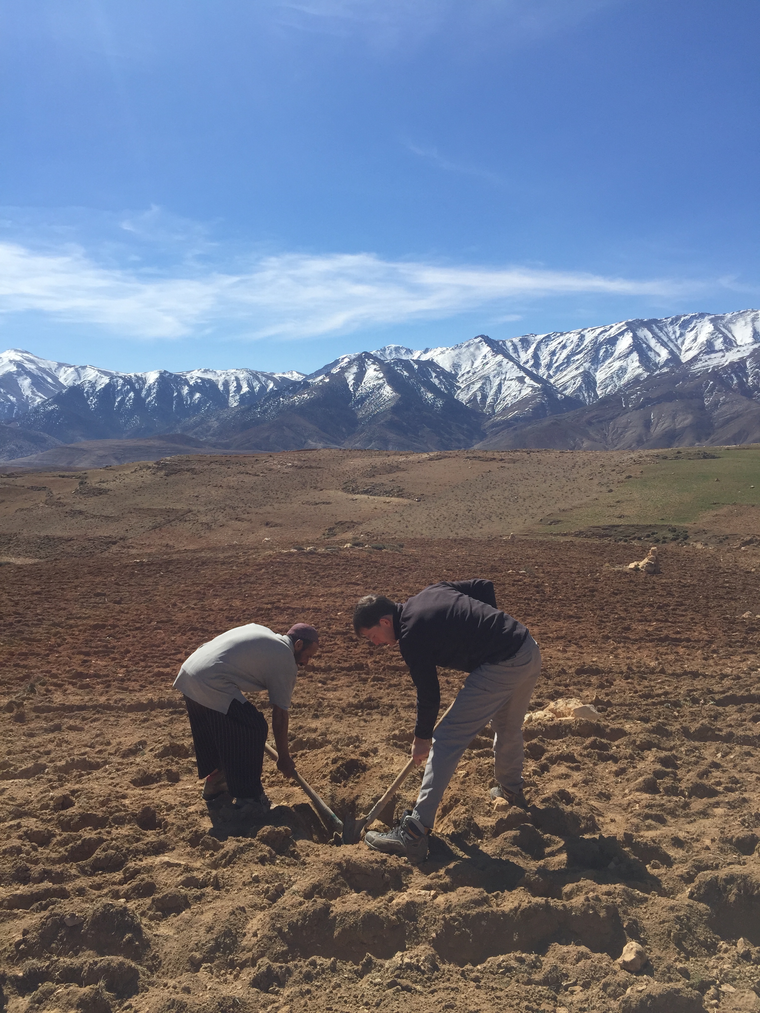 planting almond trees in the atlas mountains in morocco, adventurer alice morrison